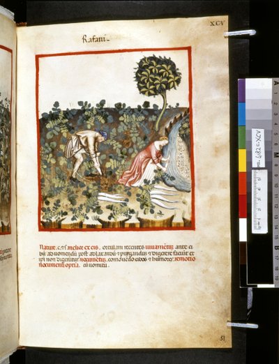 Ububchasym de Baldachin "Theatrum sanitatis" : "Rafani", 1300-luvun ensimmäinen vuosikymmen (pienoiskuva). tekijältä Giovannino de