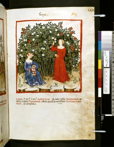 Ububchasym de Baldachin Theatrum sanitatis: "Roxe", 1300-luvun ensimmäinen vuosikymmen (pienoiskuva). tekijältä Giovannino de