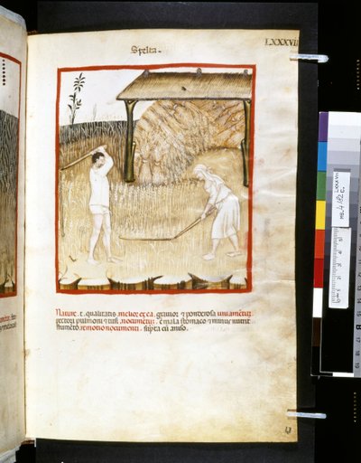 Ububchasym de Baldachin Theatrum sanitatis: "Spelta", 1300-luvun ensimmäinen vuosikymmen (pienoiskuva). tekijältä Giovannino de