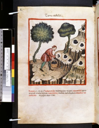 Ububchasym de Baldachin Theatrum sanitatis: "Terra Tufule", 1300-luvun ensimmäinen vuosikymmen (pienoiskuva). tekijältä Giovannino de