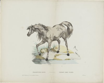 Étalon pur sang / Stallion full blood (otsikko esineessä) tekijältä Glenisson and Van Genechten