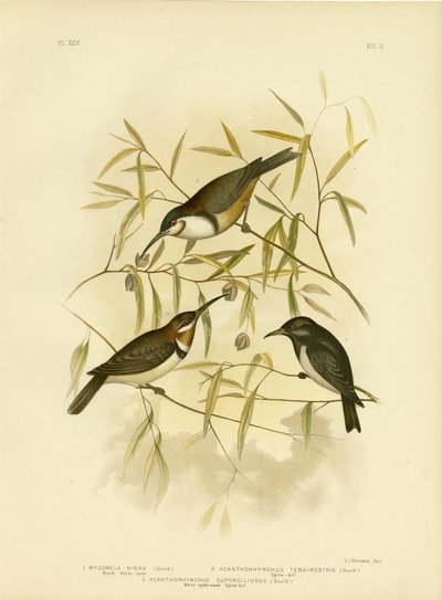 Black Honeyeater, 1891 tekijältä Gracius Broinowski