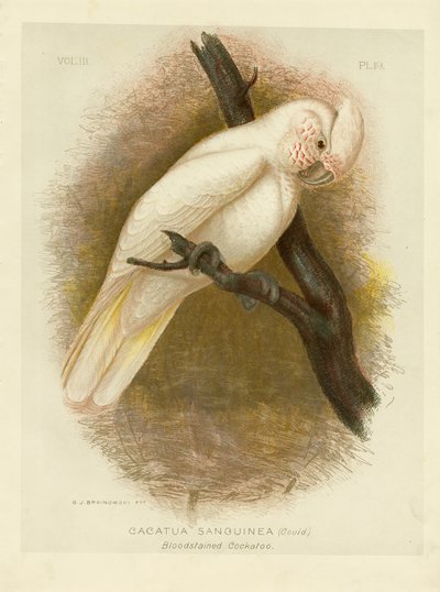 Veren tahrattu kakadu, 1891 tekijältä Gracius Broinowski