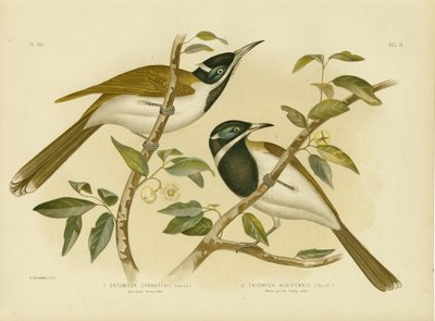 Sinipäinen hunajakärki, 1891 tekijältä Gracius Broinowski