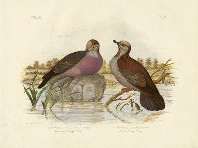 Common Bronzewing, 1891 tekijältä Gracius Broinowski