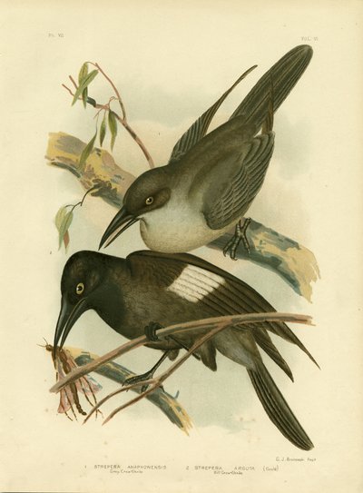 Grey Crow-Shrike, 1891 tekijältä Gracius Broinowski