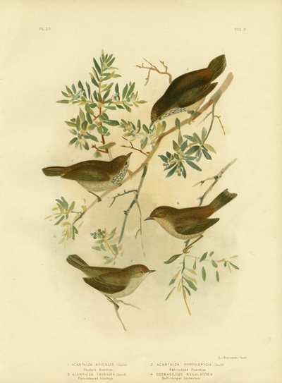 Sisämaan orjanokka tai leveäpyrstö, 1891 tekijältä Gracius Broinowski