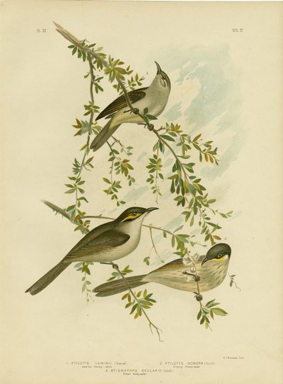 Lewin Honeyeater, 1891 tekijältä Gracius Broinowski