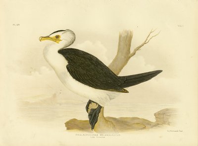 Pikku merimetso, 1891 tekijältä Gracius Broinowski