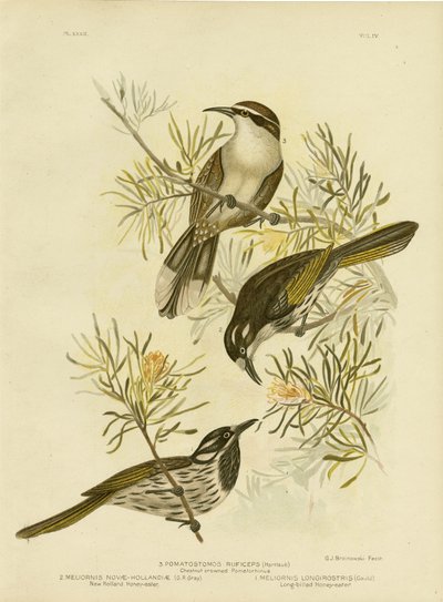 Pitkälaskuinen hunajakärki, 1891 tekijältä Gracius Broinowski