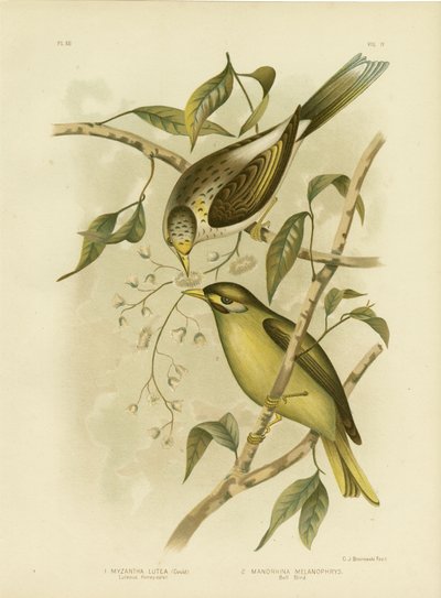 Luteous Honeyeater tai Yellow-Throated Miner, 1891 tekijältä Gracius Broinowski