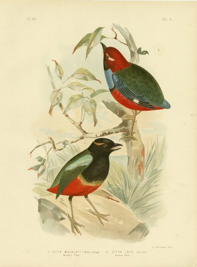 Macklotin Pitta, 1891 tekijältä Gracius Broinowski
