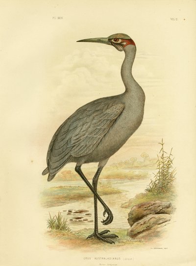 Native Companion Or Brolga, 1891 tekijältä Gracius Broinowski