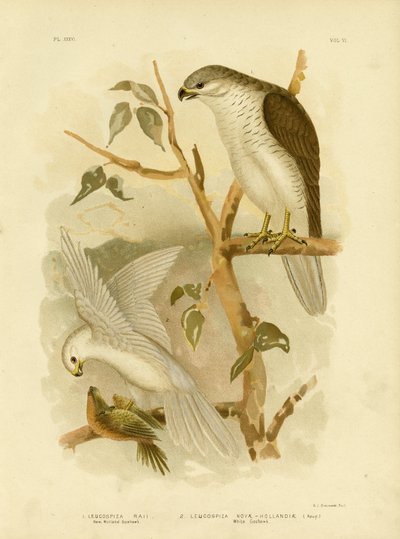 New Holland Goshawk, 1891 tekijältä Gracius Broinowski