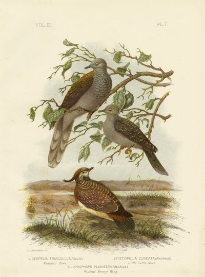 Rauhallinen kyyhkynen, 1891 tekijältä Gracius Broinowski