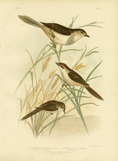 Rufous-Tinted Cincloramphus tai Rufous Songlark, 1891 tekijältä Gracius Broinowski