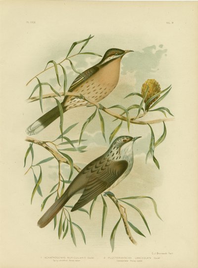 Spiny-cheeked Honeyeater, 1891 tekijältä Gracius Broinowski