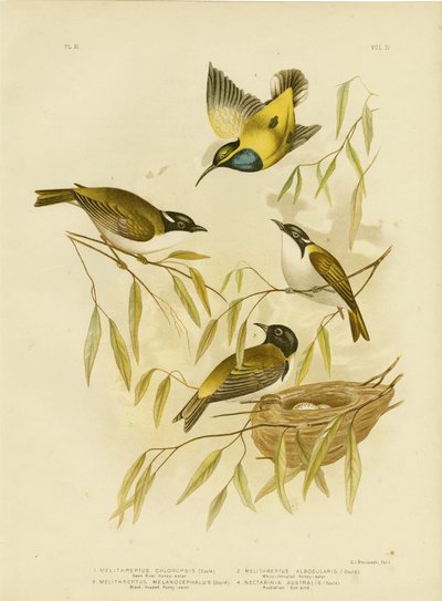 Swan River Honeyeater, 1891 tekijältä Gracius Broinowski