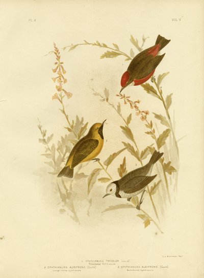 Kolmivärinen Ephthianura, 1891 tekijältä Gracius Broinowski