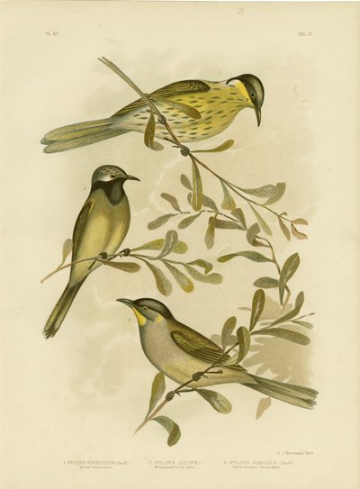 Varied Honeyeater, 1891 tekijältä Gracius Broinowski