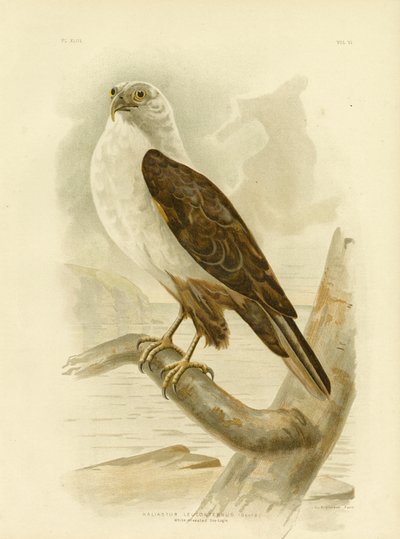 Merikotka, 1891 tekijältä Gracius Broinowski