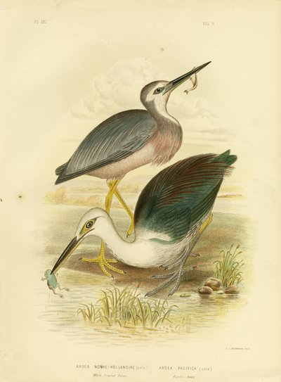 White-Faced Heron, 1891 tekijältä Gracius Broinowski