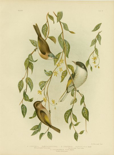 Valkokurkkuhunaja, 1891 tekijältä Gracius Broinowski