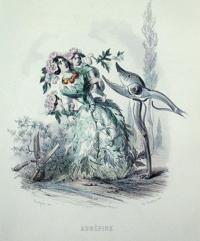 Hawthorn, Les Fleurs Animeesista, kaivertanut Charles Geoffroy (1819-82) tekijältä Grandville