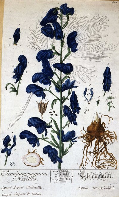Suuri akoniitti, munkin kuppi (aconitum magnum) - teoksessa "" Animated Flowers", kirjoittanut Grandville, n.d. 19. tekijältä Grandville