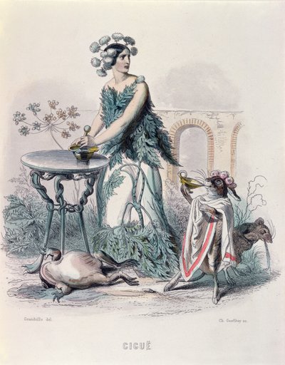 Hemlock, Les Fleurs Animeesista, kaiverrus Charles Goeffroy (1819-82), 1847 (värikaiverrus) tekijältä Grandville