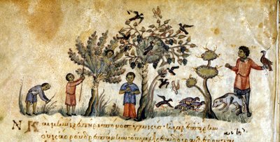 Metsästys haukkojen kanssa lintujen vangitsemiseksi – Oppianuksen "" De Venatione" -kirjassa, kreikkalainen käsikirjoitus 1200-luvulta. Biblioteca Marciana. Venetsia tekijältä Greek School
