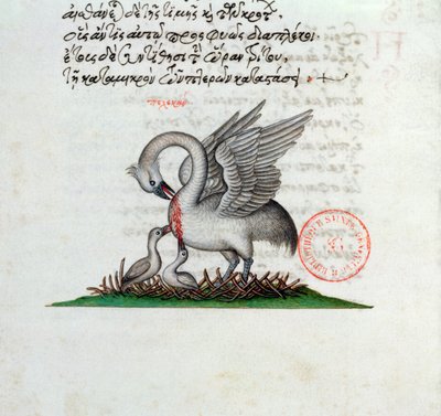 Ms 3401 Pelikaani, joka lävistää rintansa ruokkiakseen nuoriaan, Manuel Philesin bestiaarista, 1566 tekijältä Greek School