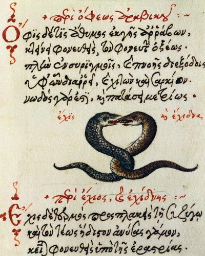 Käärmekytkentä, testi ja miniatyyri De animalium natura et proprietate libellusista, kirjoittanut Aelianus (2.-3. vuosisadat jKr.) tekijältä Greek School
