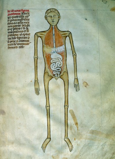 Lääketiede: anatomia ja kuorta edustava leikkauslauta. Näkymä ruoansulatuskanavasta. Sivu otettu käsikirjoituksesta ""Liber notables Philippi, frankien seitsemäs kuningas, poimittu Galienin kirjoista""" Gui de Pavia tekijältä Guido da Vigevano da Pavia
