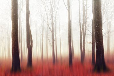 Upean punainen metsä tekijältä Gustav Davidsson