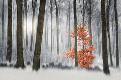 Oranssipuu-talvimetsä tekijältä Gustav Davidsson