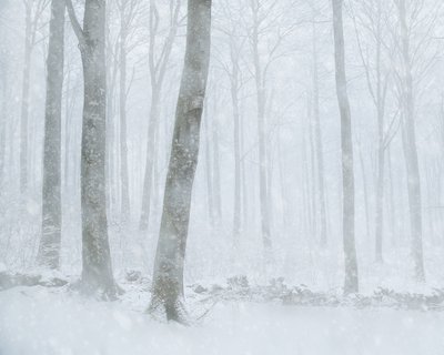 Talvinen lumisateen peittämä metsä tekijältä Gustav Davidsson