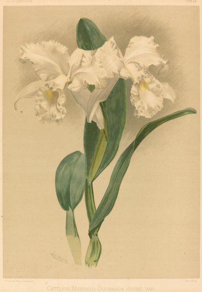 Cattleya Mendelii Quorndon House Var. tekijältä Gustav Leutzsch after Henry George Moon