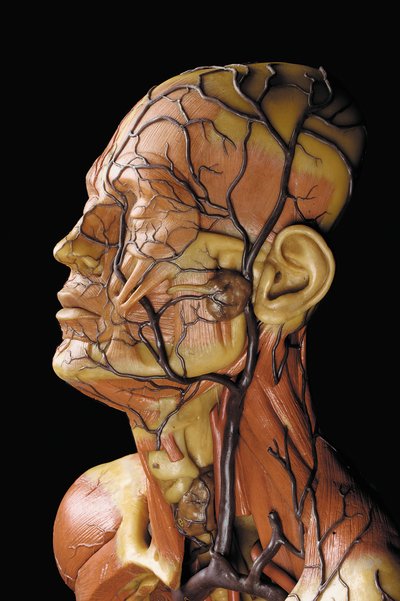 Yksityiskohta miehen anatomisesta ecorche-mallista, jossa näkyvät lihakset, valtimot ja suonet, verenkierto ja hermosto tekijältä Gustav Zeiller