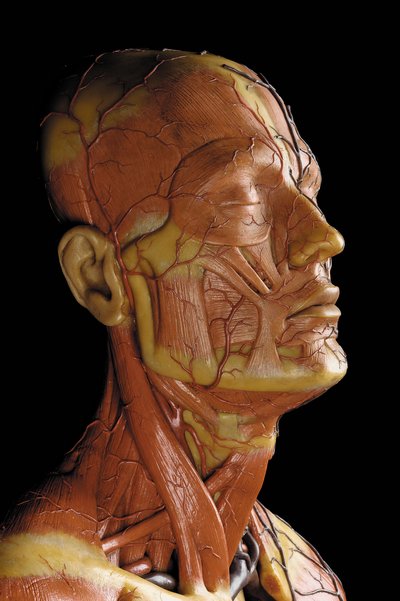 Yksityiskohta miehen anatomisesta ecorche-mallista, jossa näkyvät lihakset, valtimot ja suonet, verenkierto ja hermosto (vaha) (katso myös 469823-469827) tekijältä Gustav Zeiller