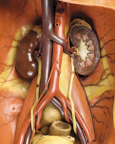 Yksityiskohta miehen anatomisesta ecorche-mallista, jossa näkyvät lihakset, valtimot ja suonet, verenkierto ja hermosto (vaha) (katso myös 469822-469827) tekijältä Gustav Zeiller