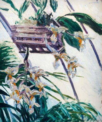Orkideat, c. 1893 (öljy kankaalle) tekijältä Gustave Caillebotte