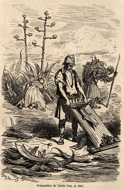 Gustave Doren (1832-1883) piirustus havainnollistaa hänen matkaansa Espanjaan C. Davillierin kanssa vuonna 1862. Kaiverrus hevosten valjastamiseen käytettyjen lankojen ja peltoaitojen tekemiseen käytettyjen lehtien poistamiseksi. ”Le tour du monde”, muokka tekijältä Gustave Dore
