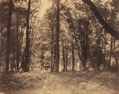 Metsä kohtaus tekijältä Gustave Le Gray