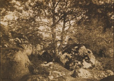 [Oak Tree and Rocks, Fontainebleaun metsä], 1849-52. tekijältä Gustave Le Gray