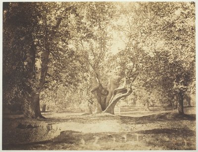 Puu, Fontainebleaun metsä, n. 1856. tekijältä Gustave Le Gray