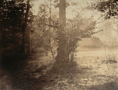 Tree Study, Fontainebleaun metsä, n. 1856. tekijältä Gustave Le Gray