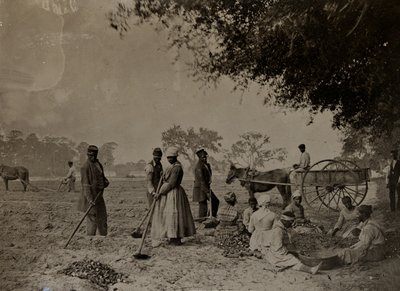 Bataattien istuttaminen, Hopkinsonin istutus, Edisto Island, Etelä-Carolina, 1862 (bw kuva) tekijältä H.P. Moore