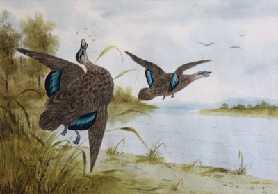 Tyynenmeren mustasorsat tekijältä H. H. Calvert