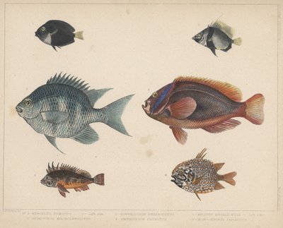 1. Etroplus Fumosus, 2. Heniochus Macrolepidotus, 3. Glyphisodon Smaragdinus, 4. Amphiprion Frenatus, 5. Apistus Rubrippinis, 6. Monocentris Japonicus tekijältä H. Patterson
